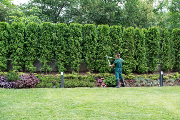Best Tree Preservation Services  in San Marcos, CA