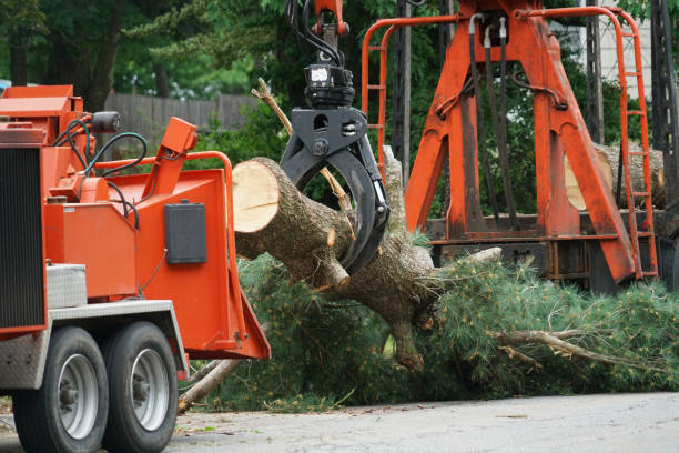 Best Tree Risk Assessment  in San Marcos, CA